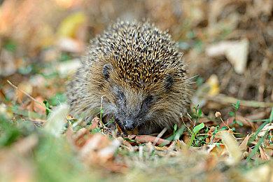 2024年日本开发者最爱游戏出炉 DQ3重制最受欢迎